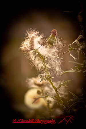 flowers-2010_22-nik
