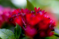 flowers-2010_12