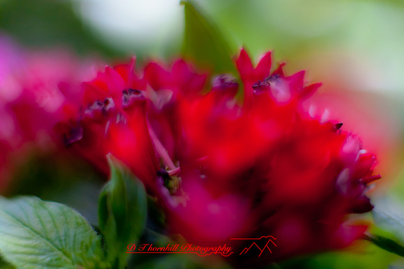 flowers-2010_12