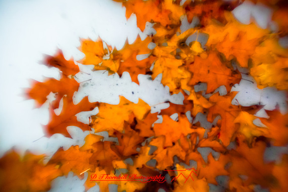 bay_city_images-2010_018
