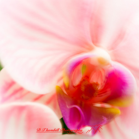 florida-nov-2014-abstract flowers-011