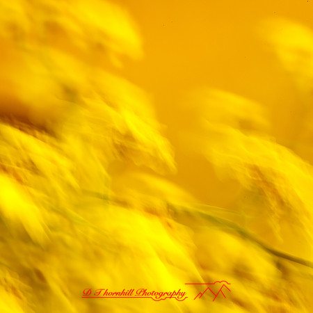florida-nov-2014-abstract flowers-008