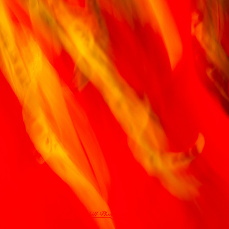 florida-nov-2014-abstract flowers-014