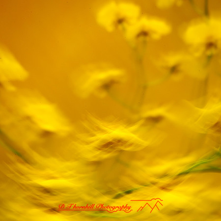 florida-nov-2014-abstract flowers-007