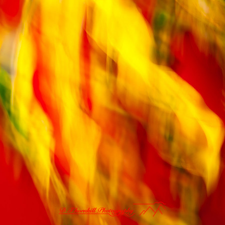 florida-nov-2014-abstract flowers-015