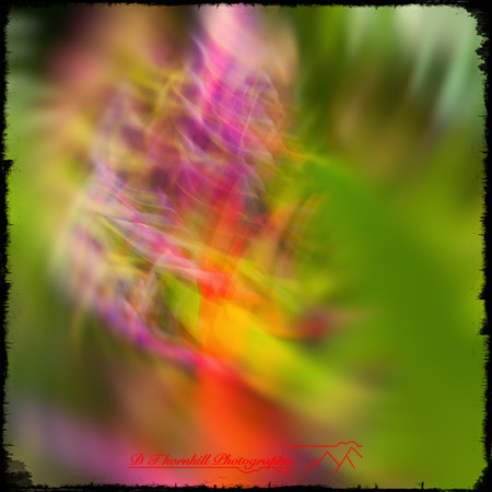 florida-nov-2014-abstract flowers-004-nas