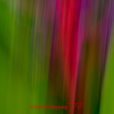 florida-nov-2014-abstract flowers-005