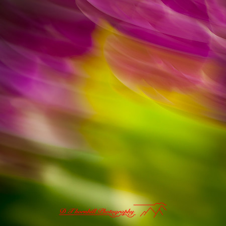 florida-nov-2014-abstract flowers-002