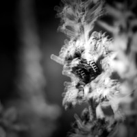 random-images-2018-036-n-l-as