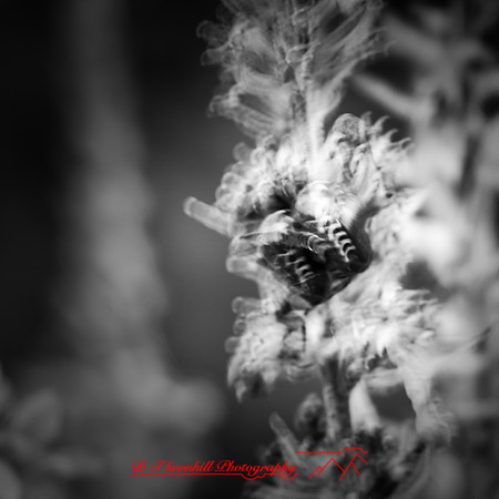 random-images-2018-036-n-l-as