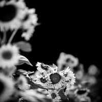 random-images-2018-004