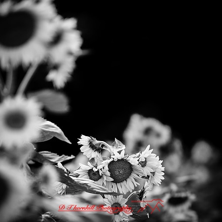 random-images-2018-004