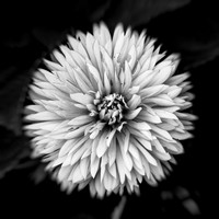 random-images-2018-024-n-l-as