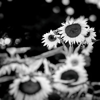 random-images-2018-001-nas