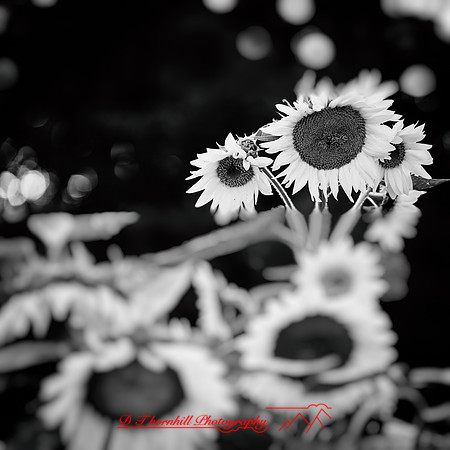 random-images-2018-001-nas