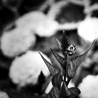 random-images-2018-019-n-l-as