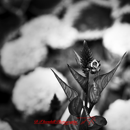 random-images-2018-019-n-l-as