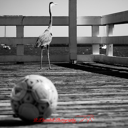 Mac-the-ball-in-FL-2018-024