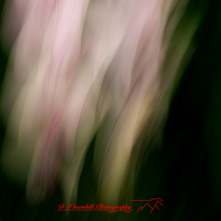 florida-nov-2014-abstract flowers-003