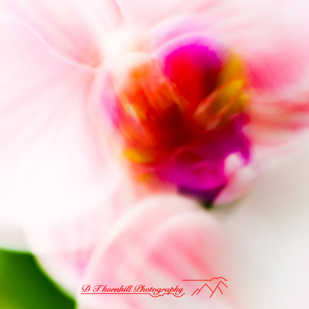florida-nov-2014-abstract flowers-012