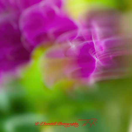 florida-nov-2014-abstract flowers-001-nas