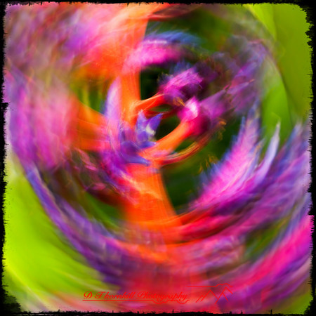 florida-nov-2014-abstract flowers-006-nas