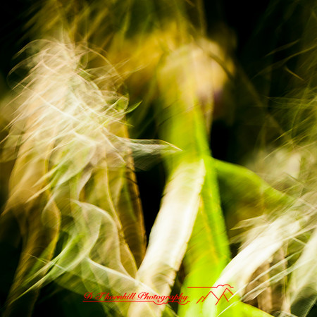 florida-nov-2014-abstract flowers-010