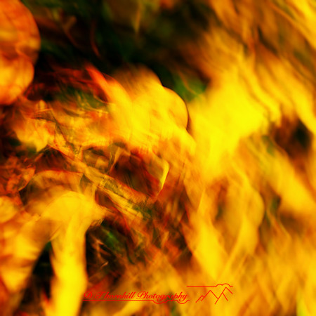 florida-nov-2014-abstract flowers-013-nas
