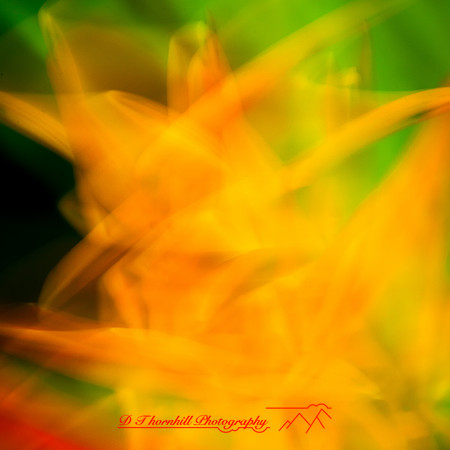 florida-nov-2014-abstract flowers-009