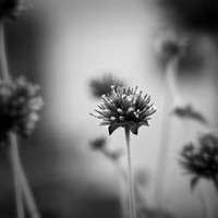 random-images-2018-022-n-l-as
