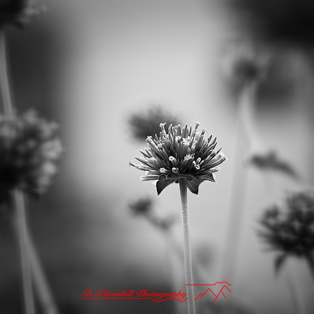 random-images-2018-022-n-l-as