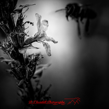 random-images-2018-039-n-l-as