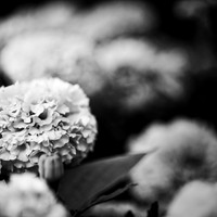 random-images-2018-018-n-l-as