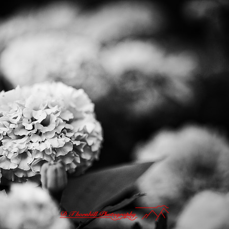 random-images-2018-018-n-l-as