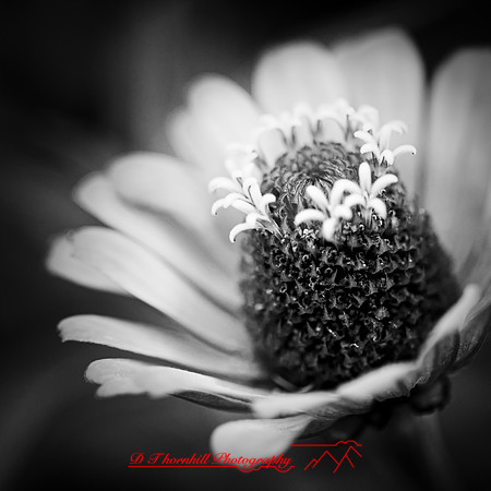 random-images-2018-026-n-l-as
