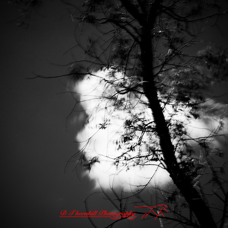 shadow-light-project-shiawasse-2018-8