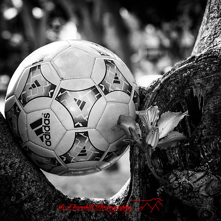 Mac-the-ball-in-FL-2018-014
