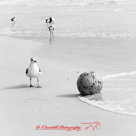 Mac-the-ball-in-FL-2018-029