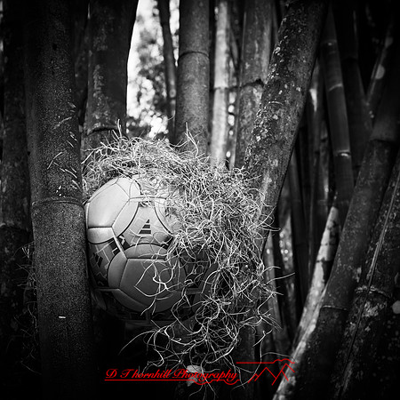 Mac-the-ball-in-FL-2018-018
