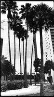 florida-march-2016-iphone-buildings-018
