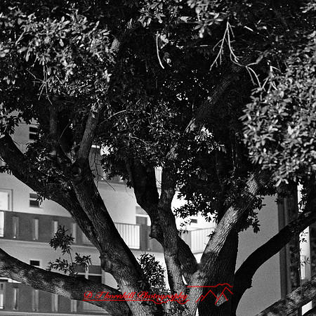 FL-March 2018-018_DxO