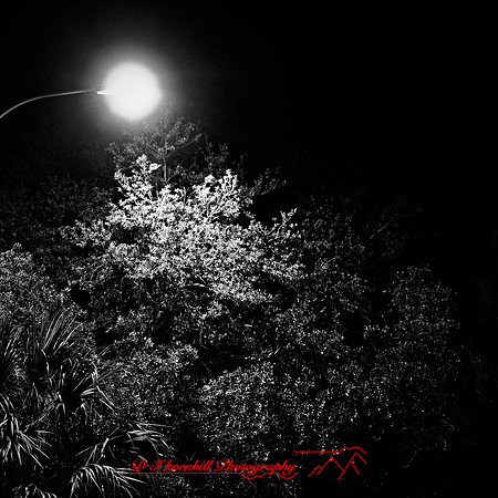 FL-March 2018-008_DxO