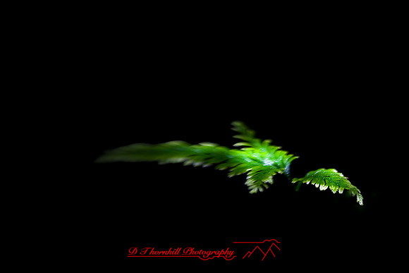 florida-2009-nature_23.jpg