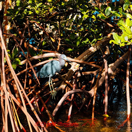 florida - 2020 - 048_DxO