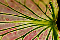 florida-flowers-2011-15