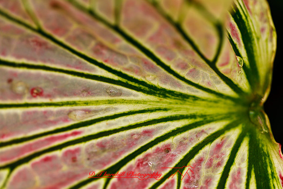 florida-flowers-2011-15
