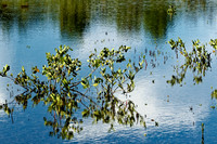 florida - 2020 - 064_DxO