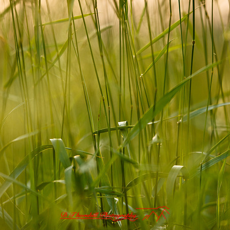 shaiawasses-may-2013-29