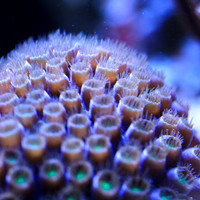 florida-nov-2014-sealife-013
