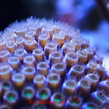 florida-nov-2014-sealife-013